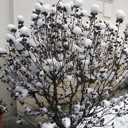 Maros * Győr
