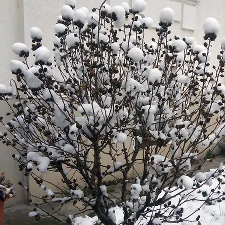 Maros * Győr
